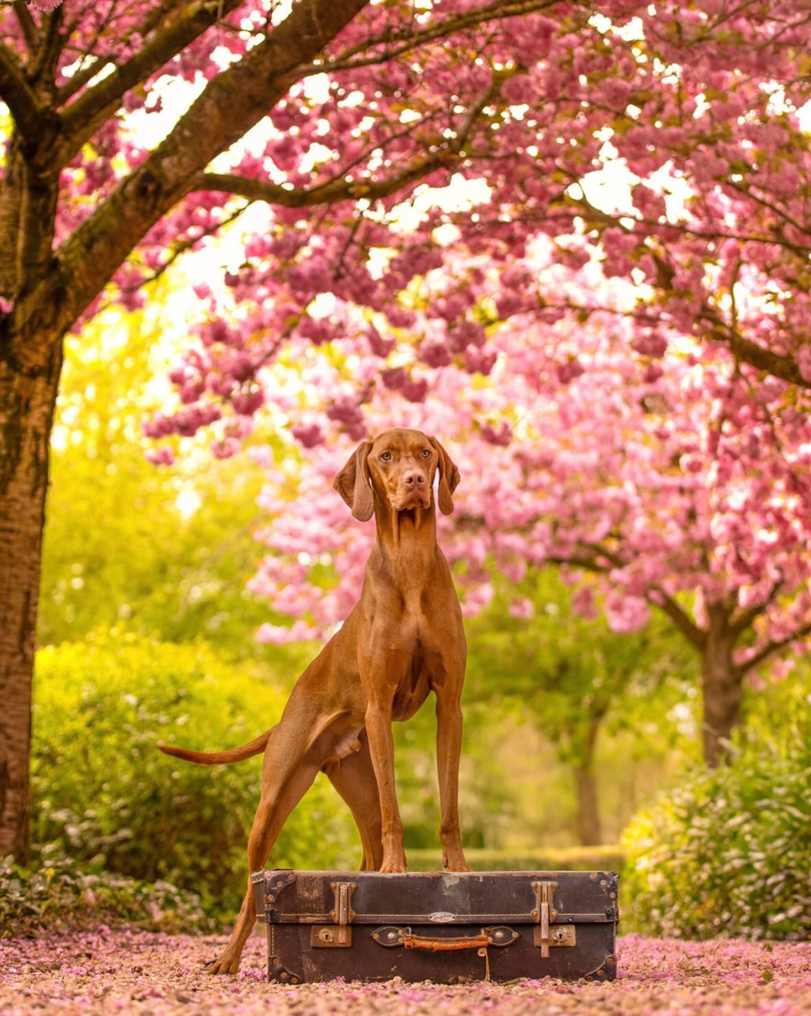 Velcro, un Vizsla roux, debout sur une valise vintage sous les cerisiers en fleurs