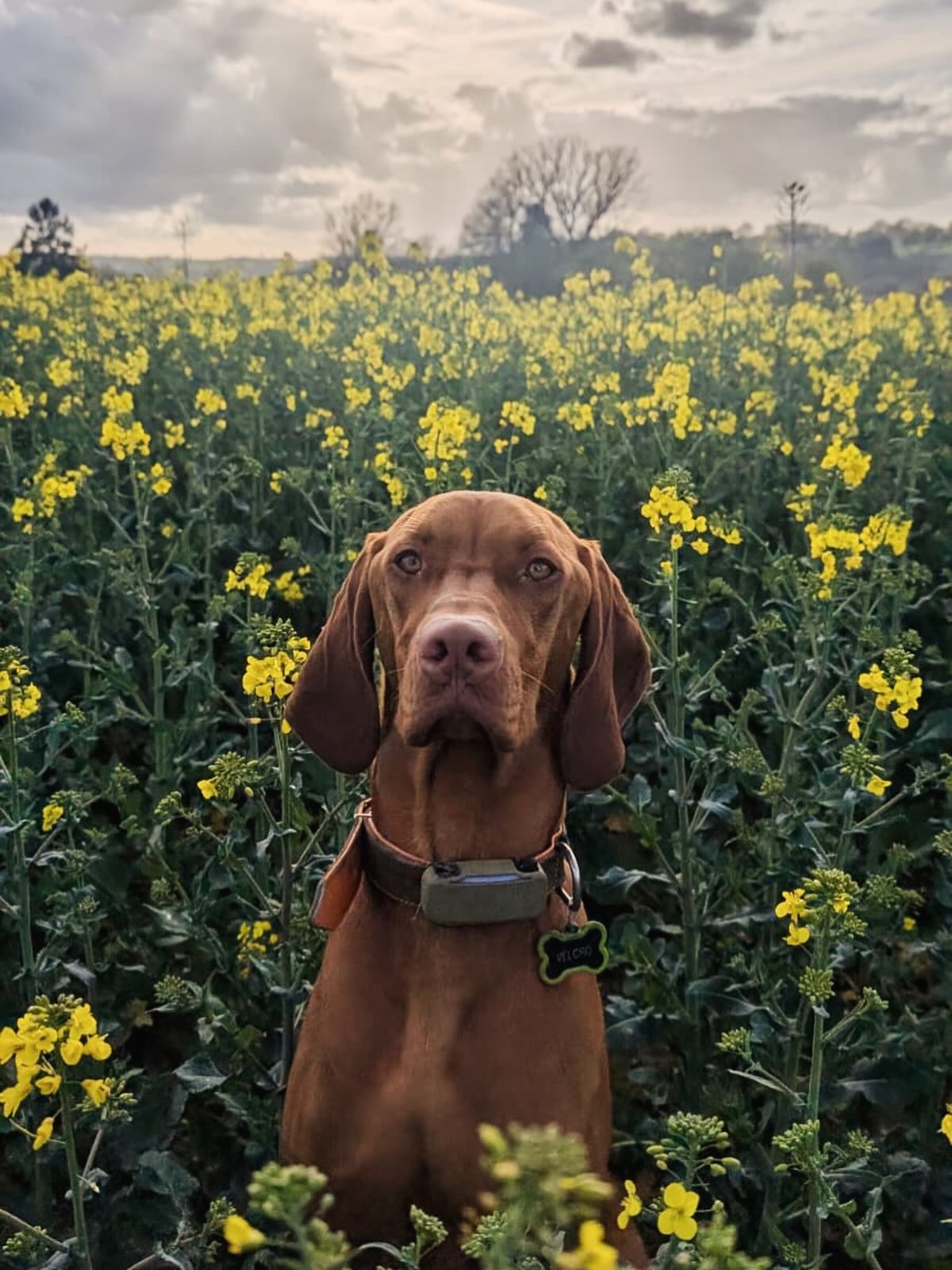 Velcro assis dans un champ de colza en fleurs