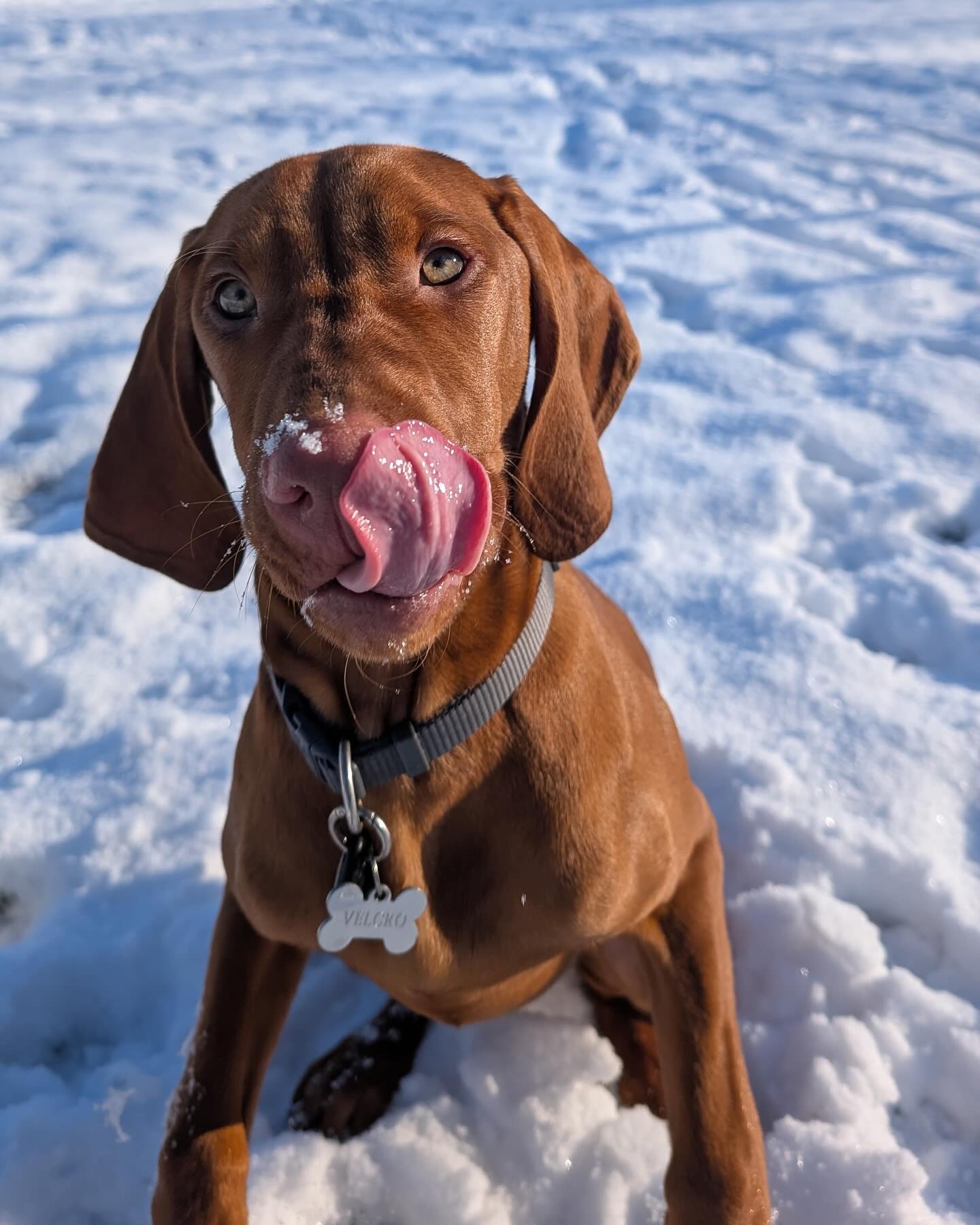 Velcro chiot se léchant le museau dans la neige